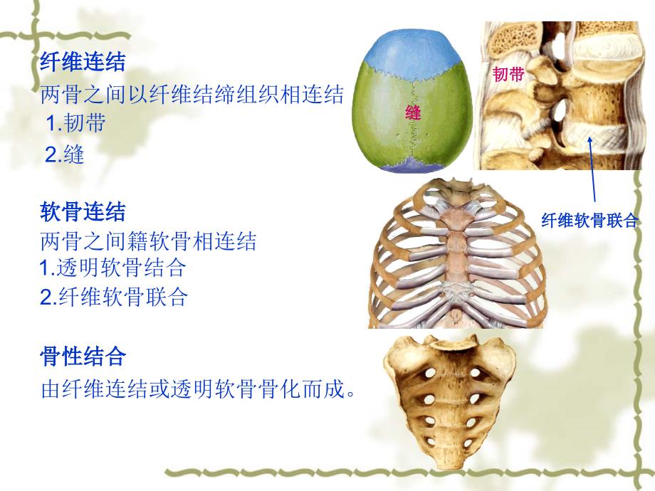 系统解剖学教学课件：第二章 关节学_第3页