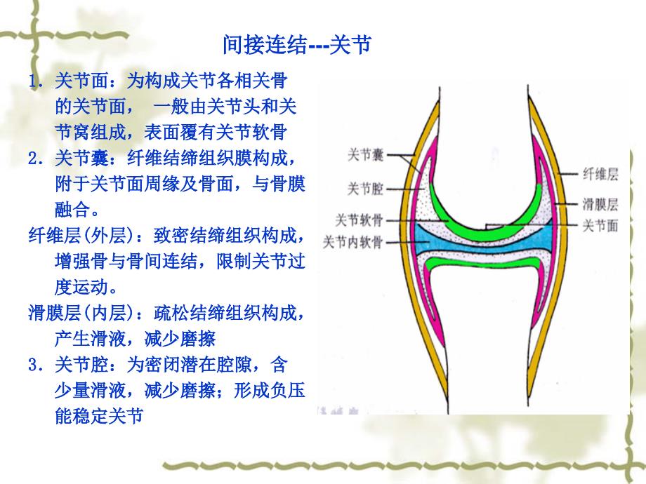 系统解剖学教学课件：第二章 关节学_第4页