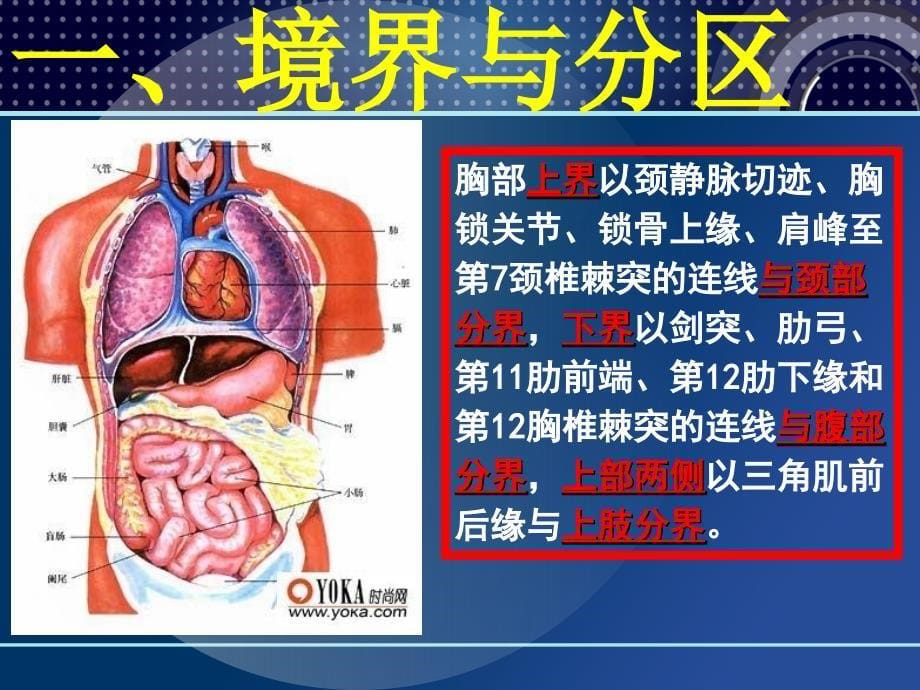 人体断层解剖学胸部断层剖PPT课件_第5页