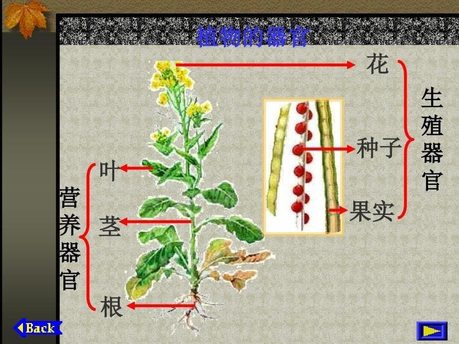 生物体的结构层次1(教版)_第5页