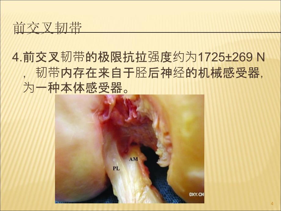 （优质课件）膝关节前交叉韧带的解剖_第4页