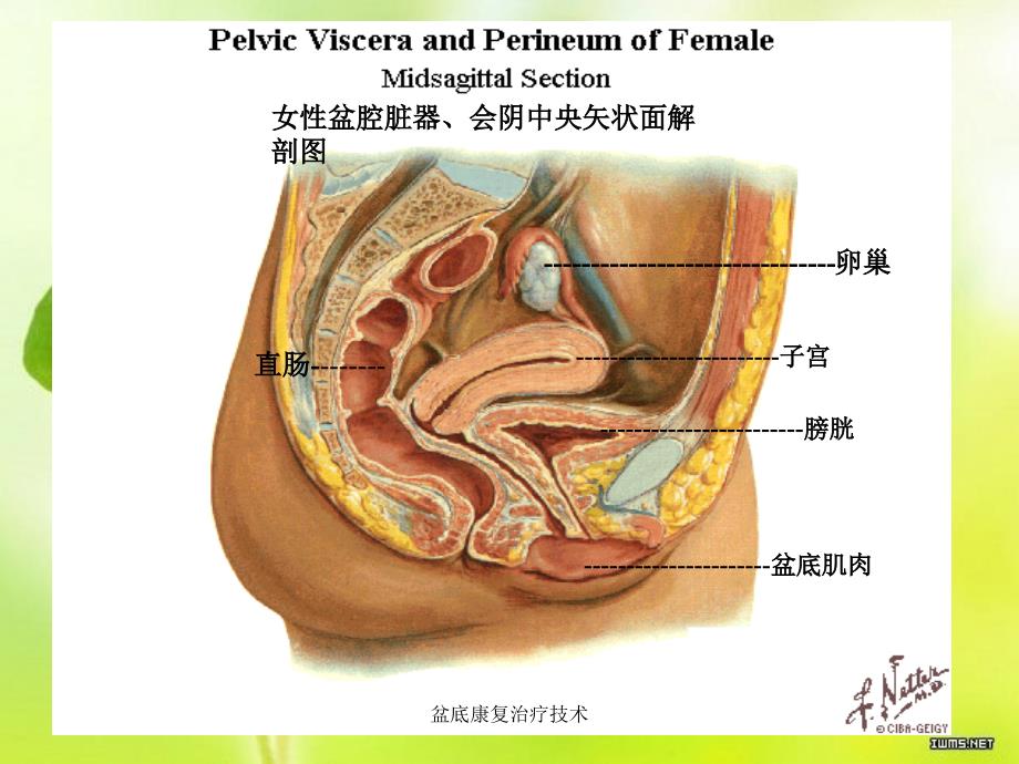 盆底康复治疗技术课件_第2页