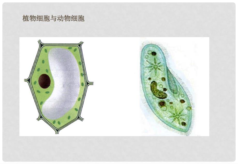 高中生物《细胞的形态和功能》课件2 中图版必修1_第3页