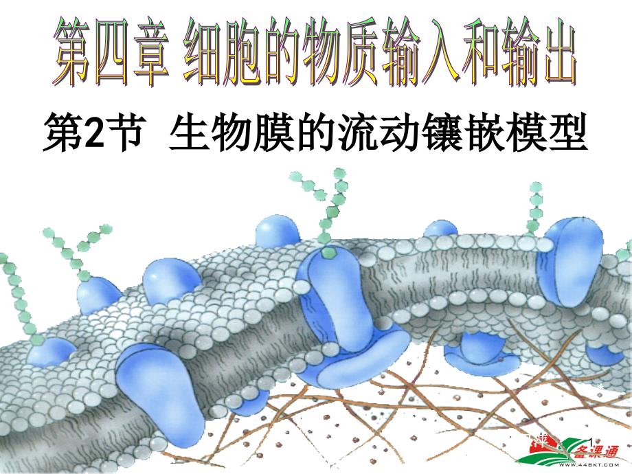 生物膜流动镶嵌模型的基本内容课堂PPT_第1页