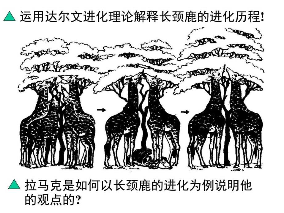 ...广东省湛江一中高一生物71现代生物进化理论的由..._第2页