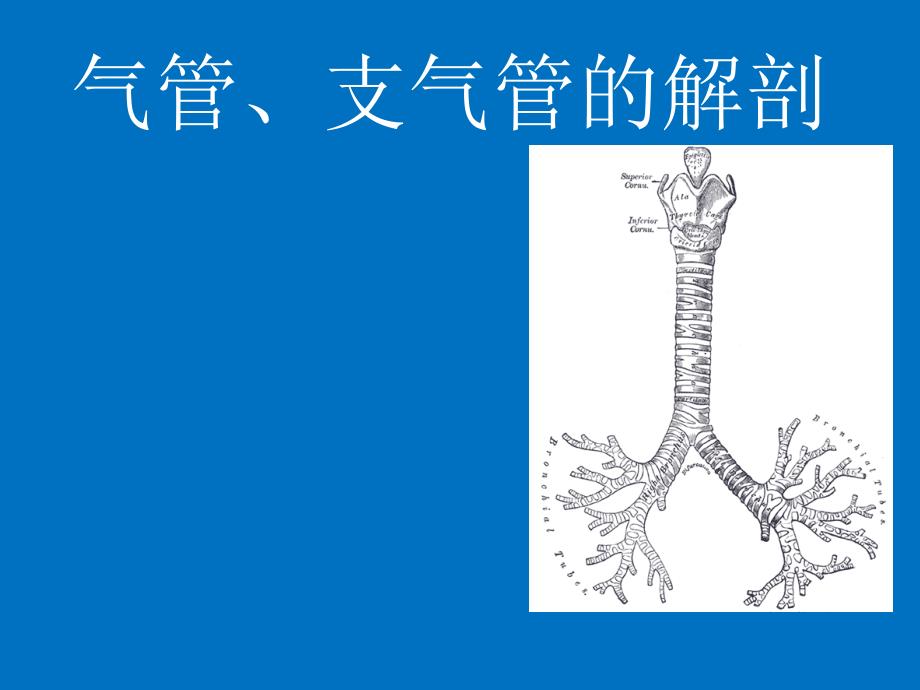 气管支气管解剖_第1页