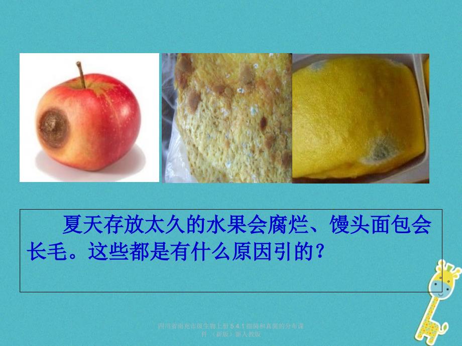 最新四川省南充市级生物上册5.4.1细菌和真菌的分布课件新版新人教版_第2页