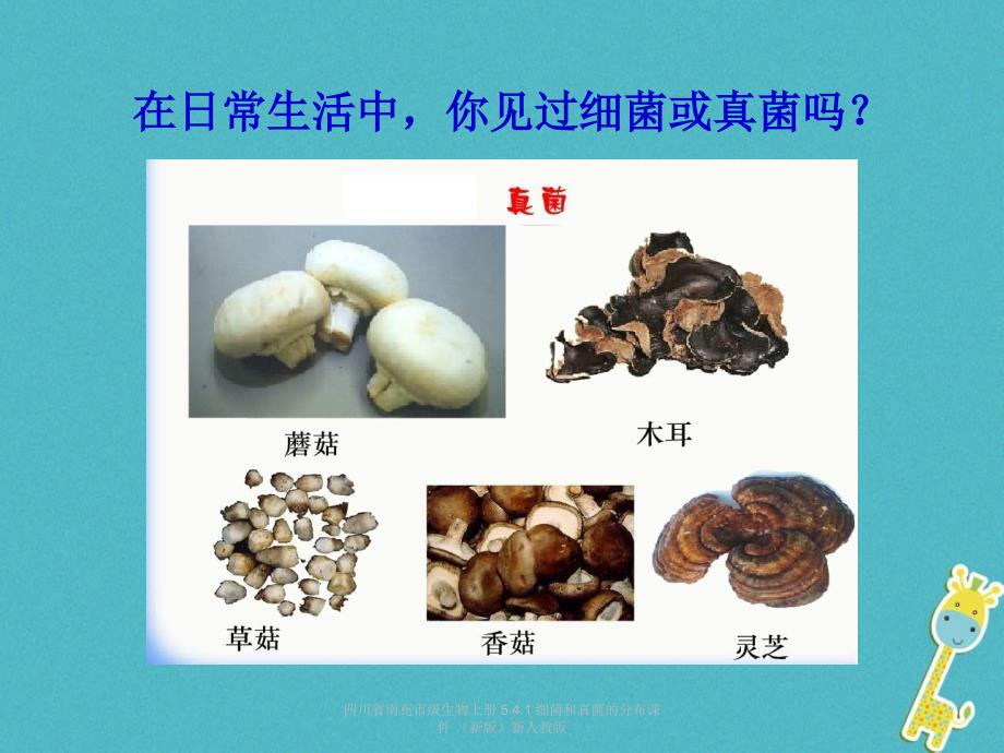 最新四川省南充市级生物上册5.4.1细菌和真菌的分布课件新版新人教版_第4页