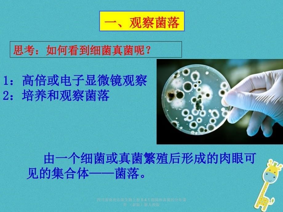 最新四川省南充市级生物上册5.4.1细菌和真菌的分布课件新版新人教版_第5页