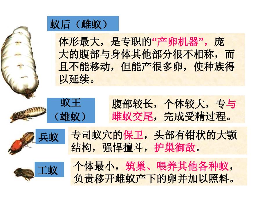 3.第三节社会行为_第4页