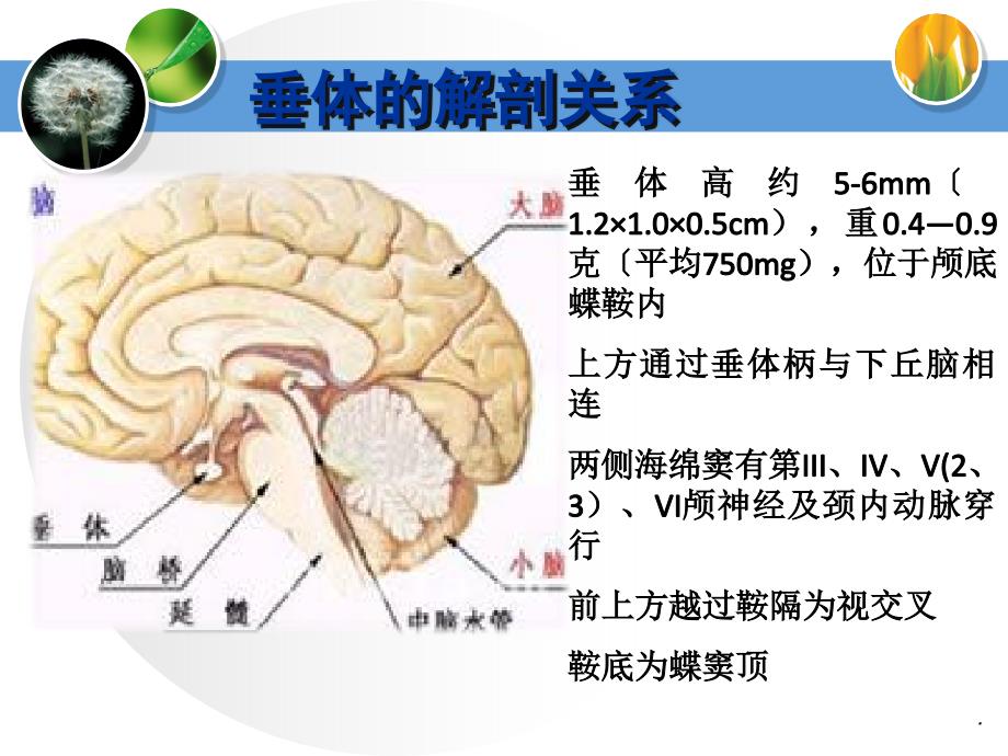 12.14垂体腺瘤ppt课件_第2页