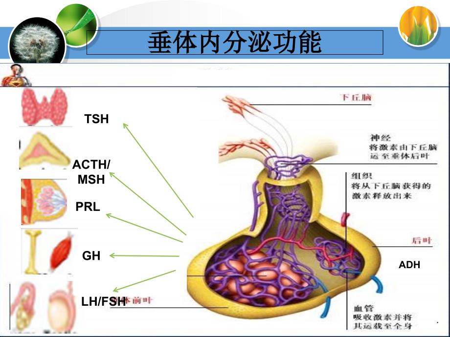 12.14垂体腺瘤ppt课件_第3页