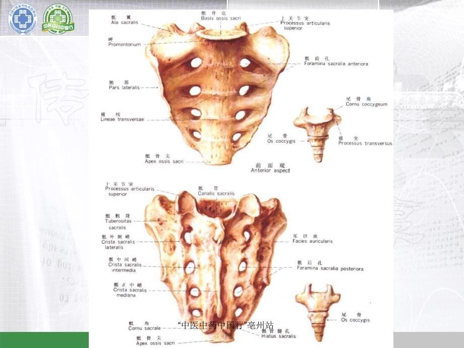 中国行医生讲座-模板(腰)刘德玉课件_第5页