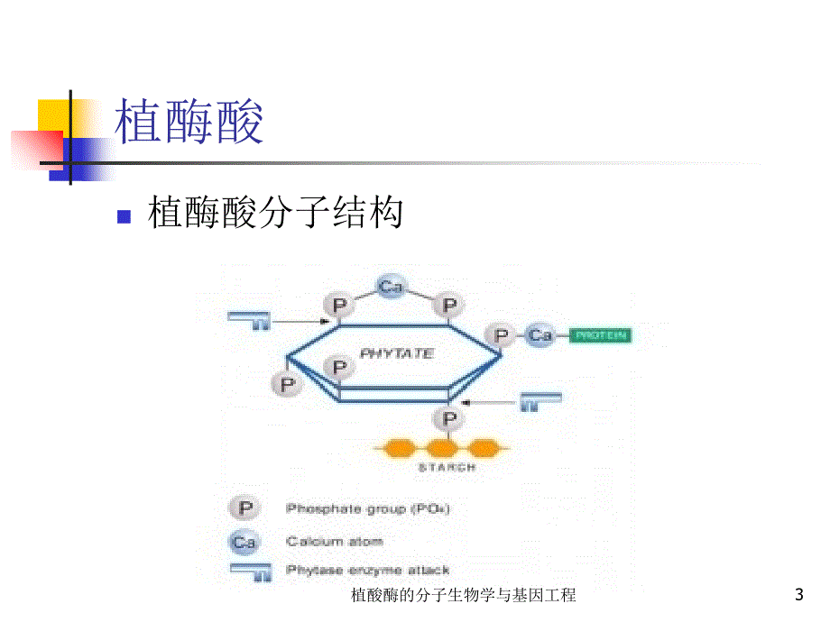 植酸酶的分子生物学与基因工程课件_第3页