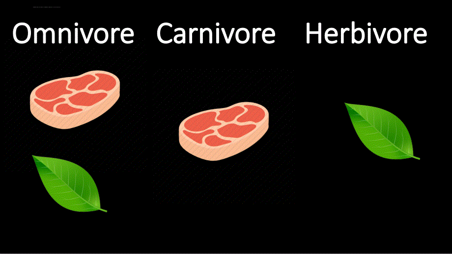 恐龙种类中英文对照dinosaur flashcards_第1页