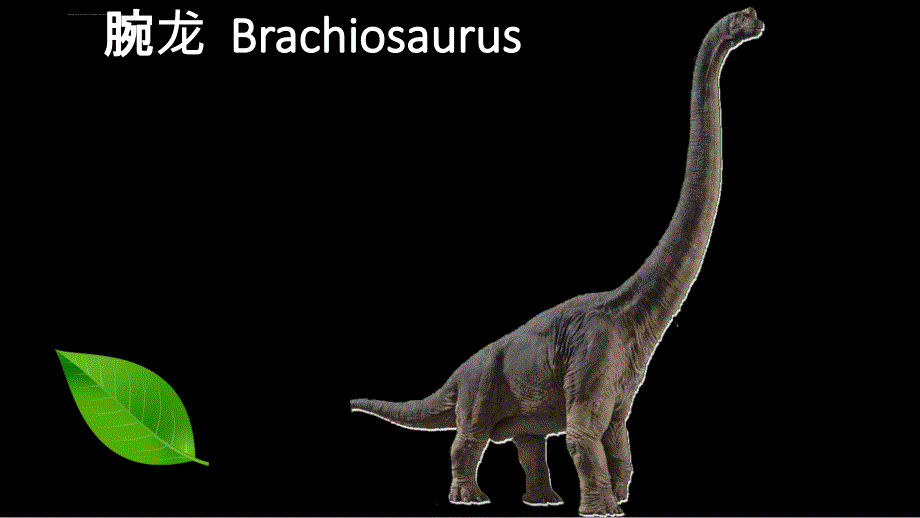 恐龙种类中英文对照dinosaur flashcards_第3页