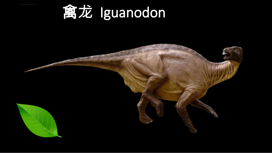 恐龙种类中英文对照dinosaur flashcards_第4页