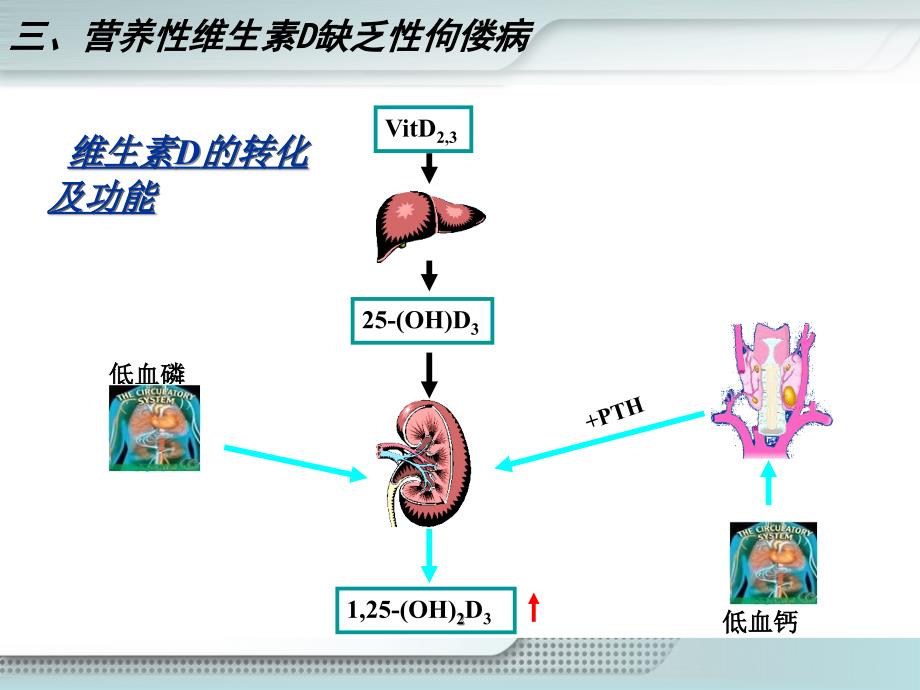 佝偻病患儿的护理_第3页