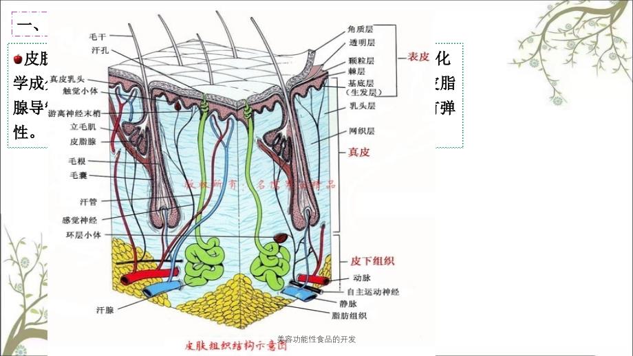 美容功能性食品的开发课件_第2页