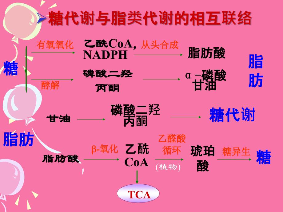 第十五物质代谢的联系及其调与控制ppt课件_第3页