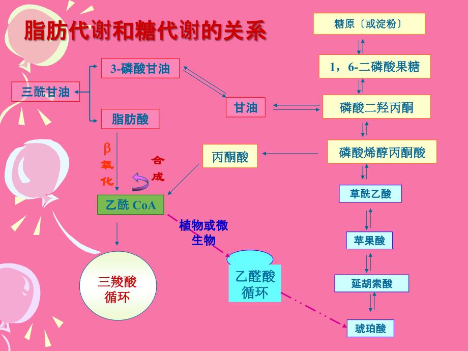 第十五物质代谢的联系及其调与控制ppt课件_第4页