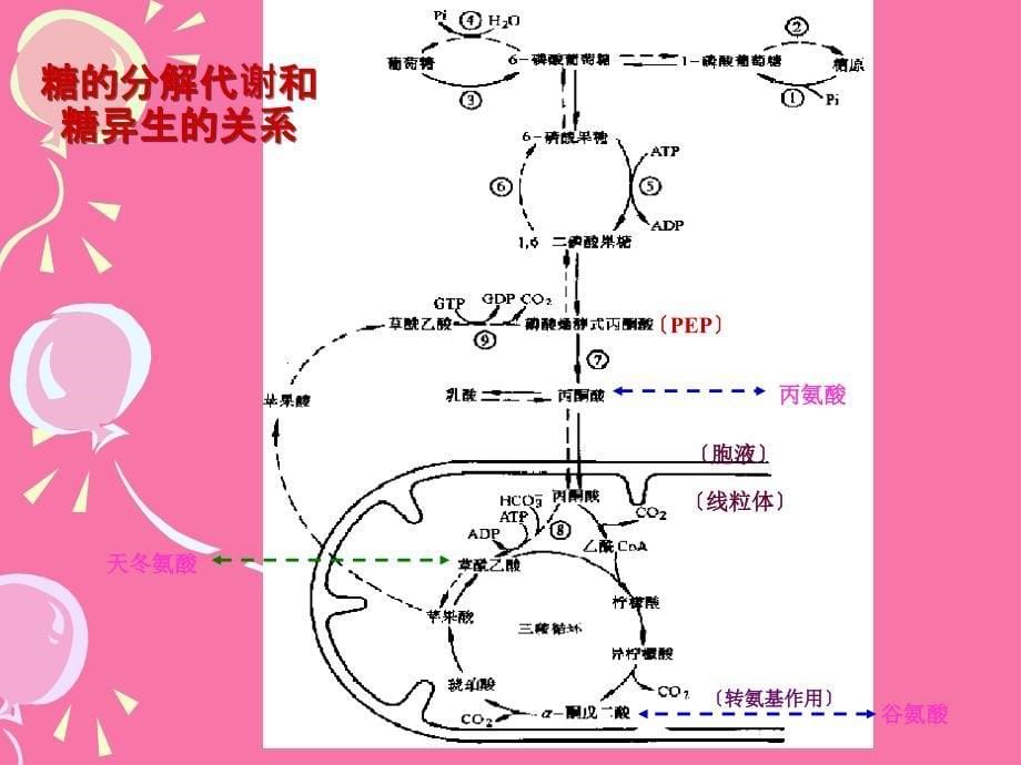 第十五物质代谢的联系及其调与控制ppt课件_第5页