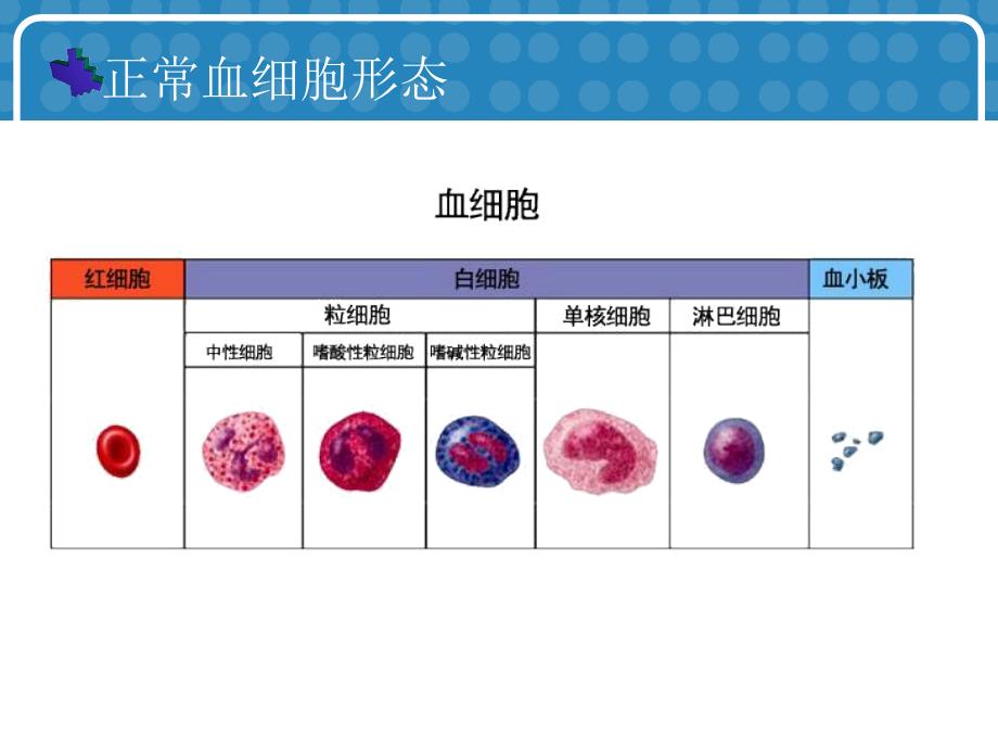 常用血液分析指标.ppt_第3页