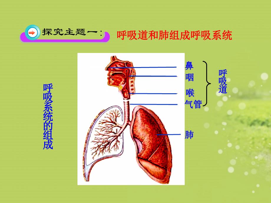 生物：_第10章_第2节_人体细胞获得氧气的过程课件_(北师大版七年级下)_第4页