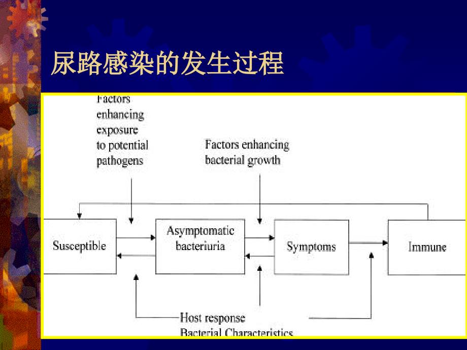 泌尿系感染教学提纲_第4页