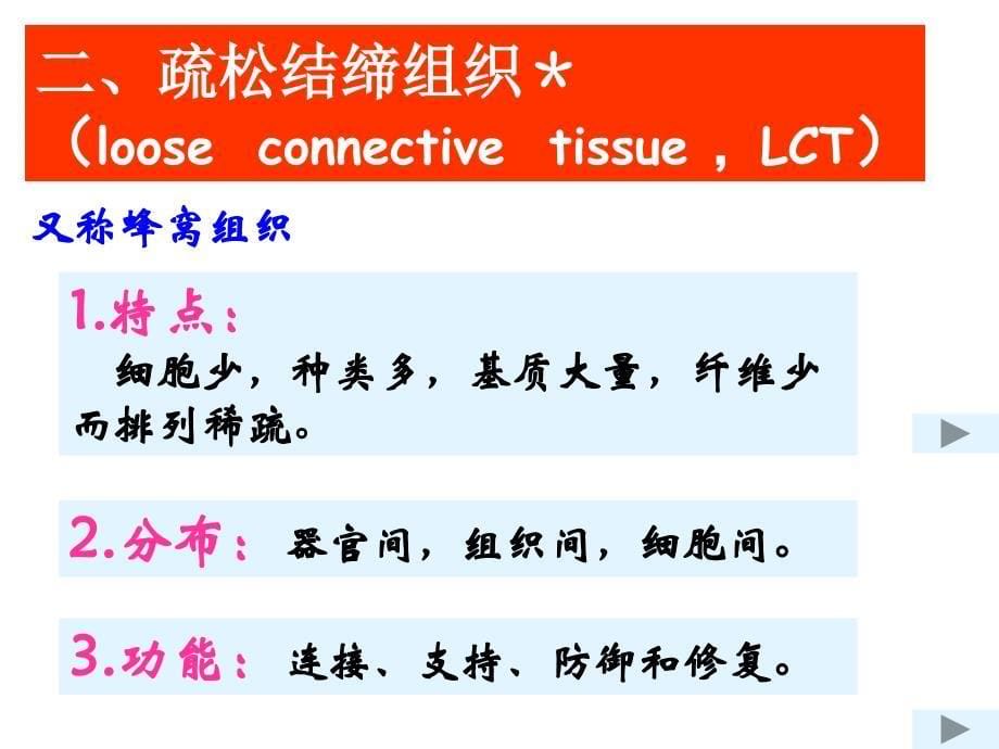 《组织学与胚胎学》教学课件：第3章 结缔组织_第5页