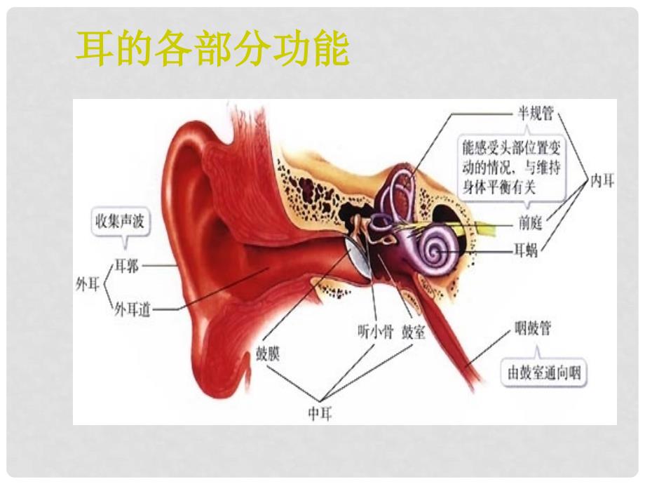 七年级生物下册 6.1人体对外界环境的感知耳与听觉课件 人教新课标版_第3页