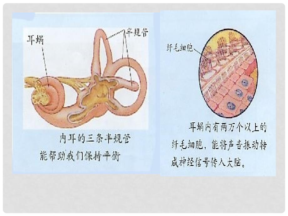 七年级生物下册 6.1人体对外界环境的感知耳与听觉课件 人教新课标版_第4页