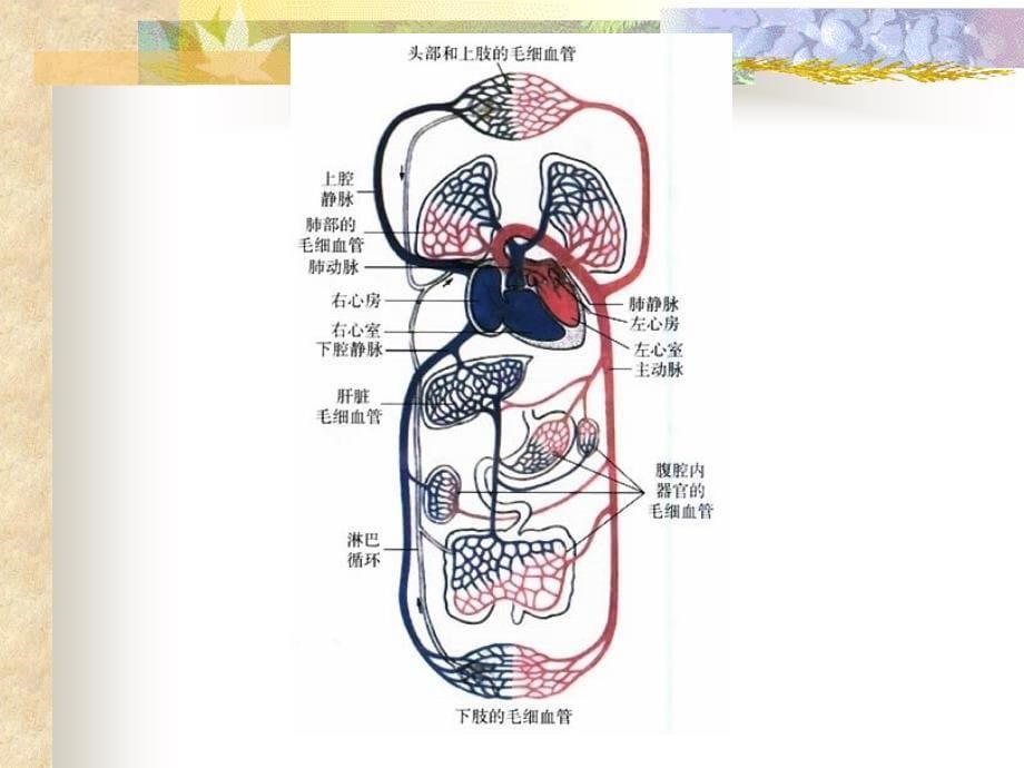 中医基础理论-脏腑学说课件_第5页