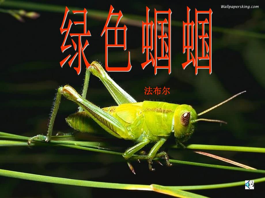 七年级上册绿色蝈蝈_第1页