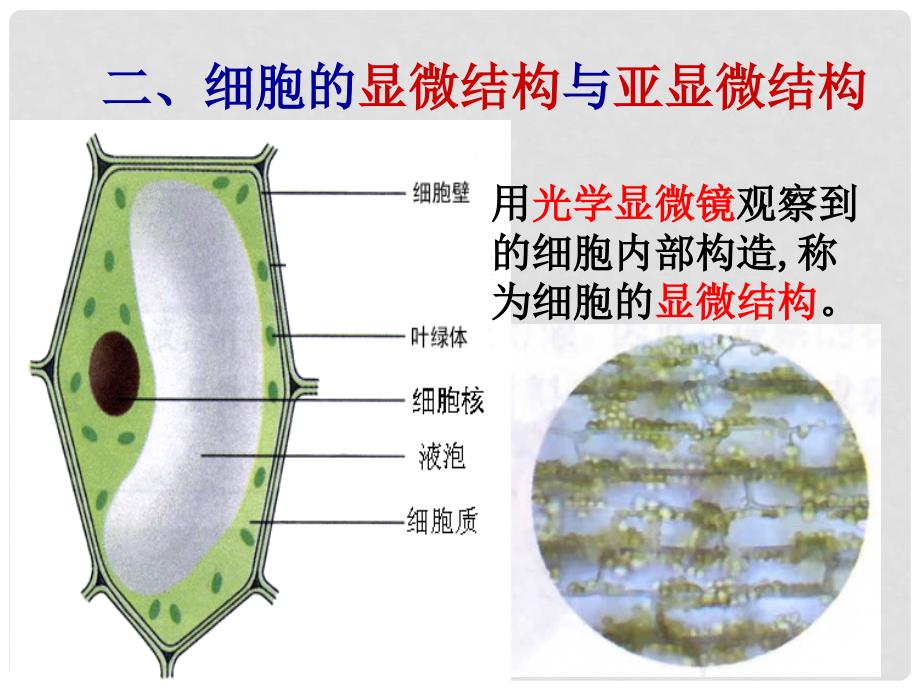 高中生物一轮复习 细胞器课件 新人教版必修1_第3页