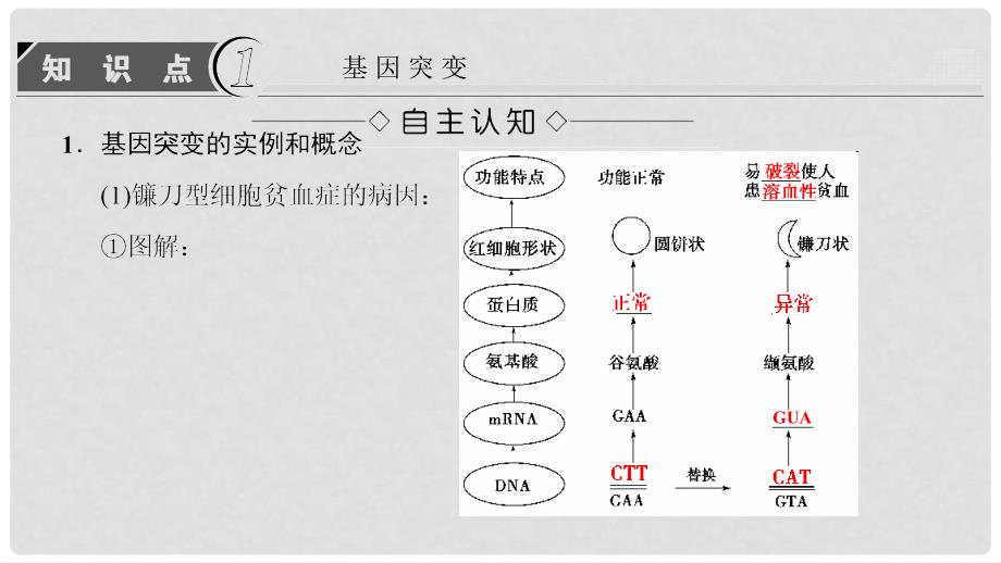 高中生物 第五章 基因突变及其他变异 第1节 基因突变和基因重组课件 新人教版必修2_第3页