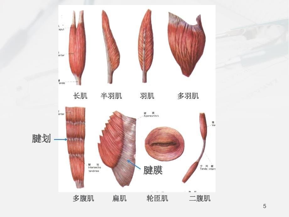 解剖学运动系统骨骼肌_第5页