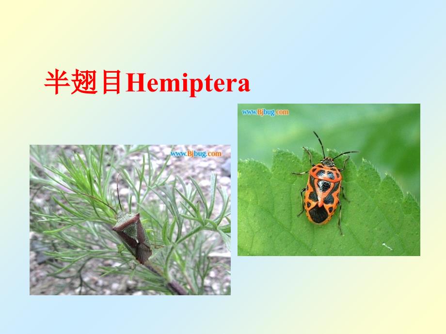 半翅目Hemiptera_第1页