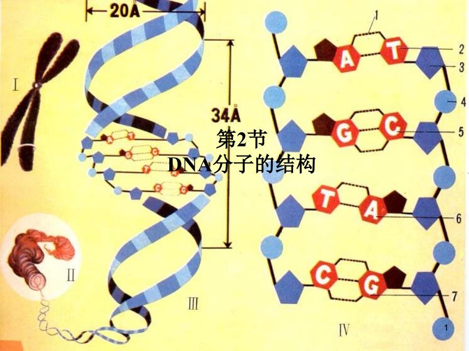 B2DNA分子结构_第1页