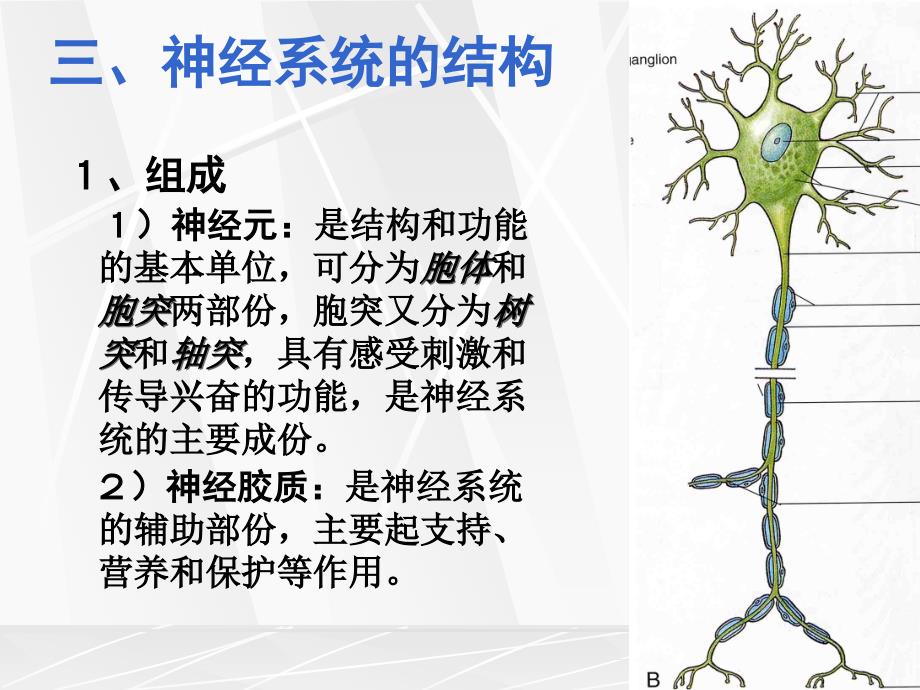 12神经系统总论及脊神经1_第4页