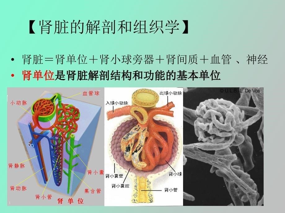 泌尿系统疾病护理总论_第5页