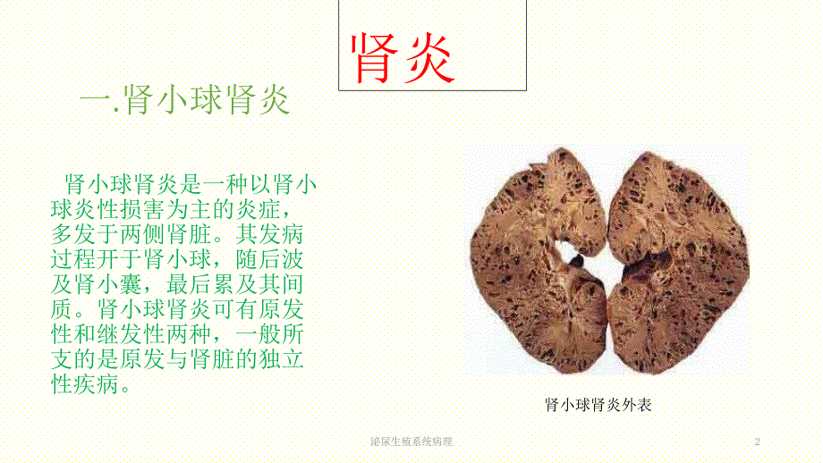 泌尿生殖系统病理课件_第2页