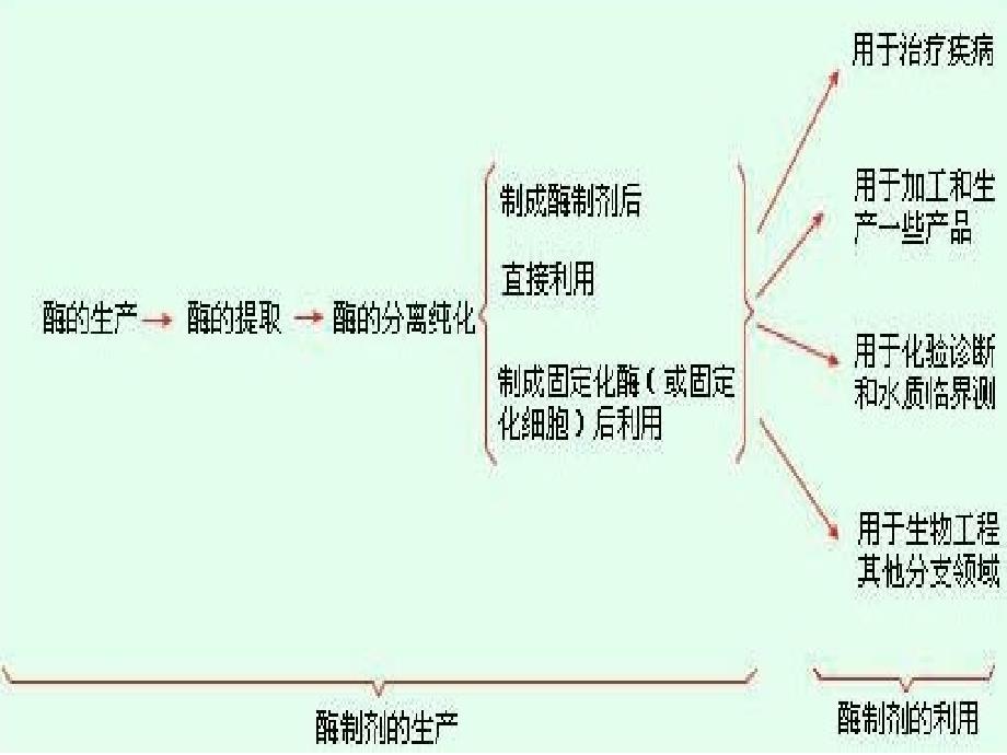 6酶、细胞、原生质体固定化课件_第1页