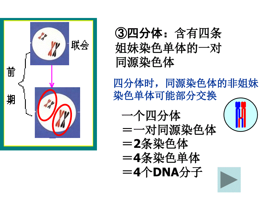 (文)_第一节_减数分裂和受精作用_第4页