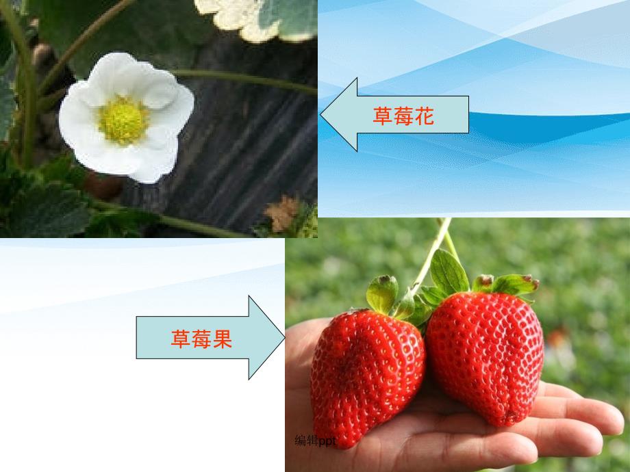 201x草莓栽培与管理技术_第4页