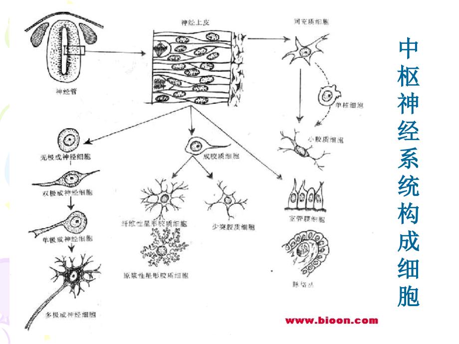 《神经系统疾病》PPT课件_第4页