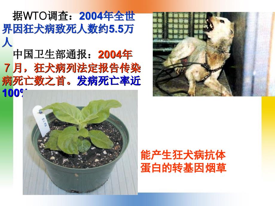 人教版高中生物选修3专题1第1节DNA重组技术的基本工具2_第4页