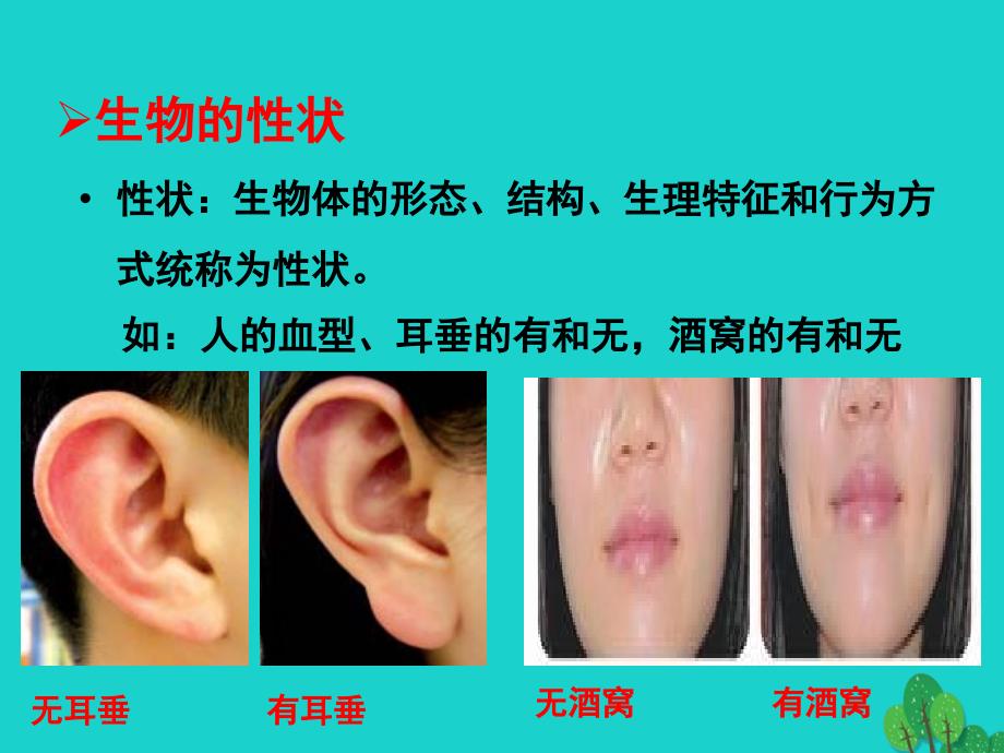 最新八年级生物上册4.4.2性状的遗传_第2页