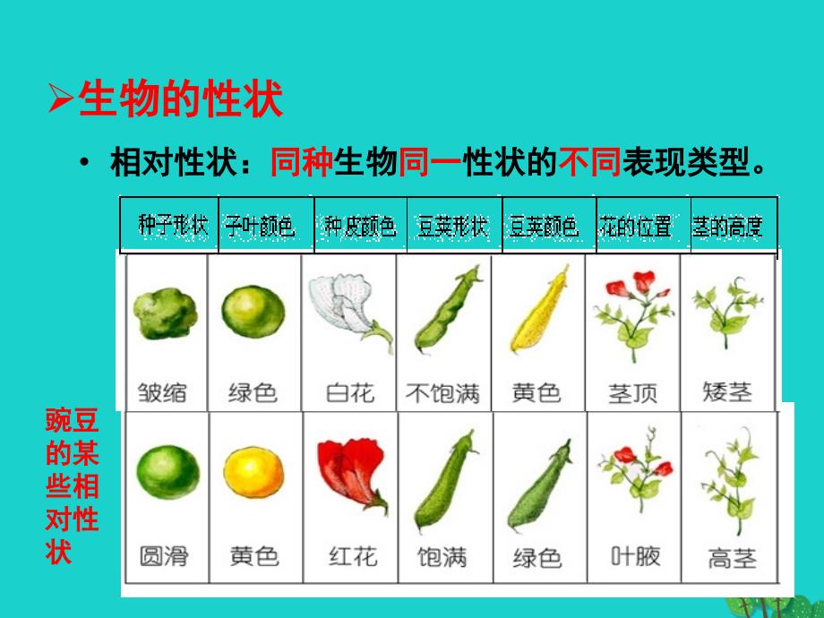 最新八年级生物上册4.4.2性状的遗传_第3页