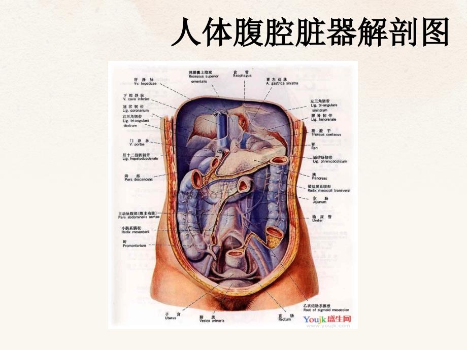 腹腔引流的护理_第3页